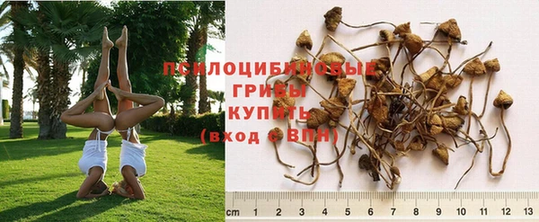 ПСИЛОЦИБИНОВЫЕ ГРИБЫ Алексеевка