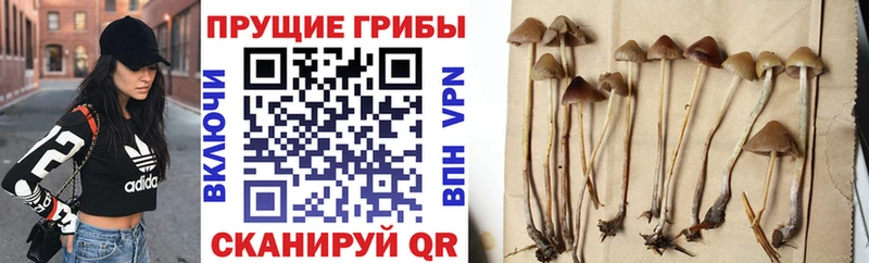 Галлюциногенные грибы мухоморы  сайты даркнета какой сайт  Кизилюрт  хочу наркоту 